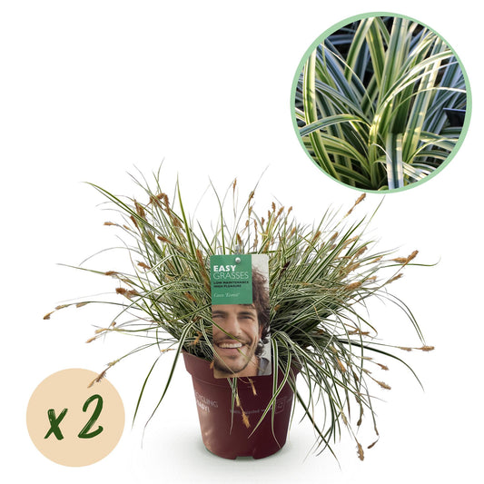 Ziergräser - Carex oshimensis Everest - Weiß und Grün - 2 Pflanzen - Immergrün - Wenig Pflege - Topf 17cm Höhe 50cm