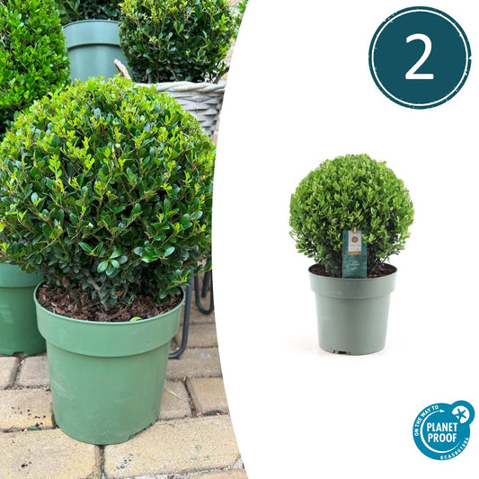 Ilex crenata 'Jenny' Kugel XL | Set mit 2 Stück | 25 cm Ø