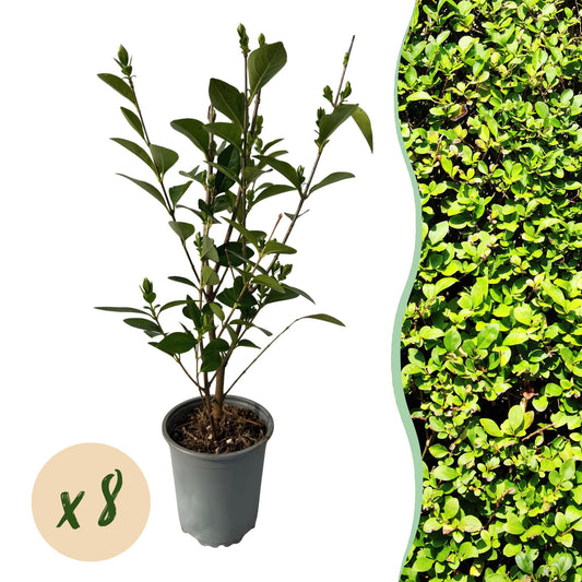 Heckenpflanzen - Ligustrum ovalifolium - Blatt grün - 8 Pflanzen - 1 laufender Meter - immergrün - Topf 9cm Höhe 35-40cm