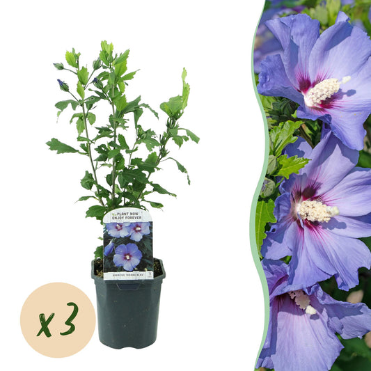 Hibiscus syriacus Oiseau Blue - Garden Hibiscus - Hardy - Blue - 3 Plants - Pot 17cm - Height 45cm