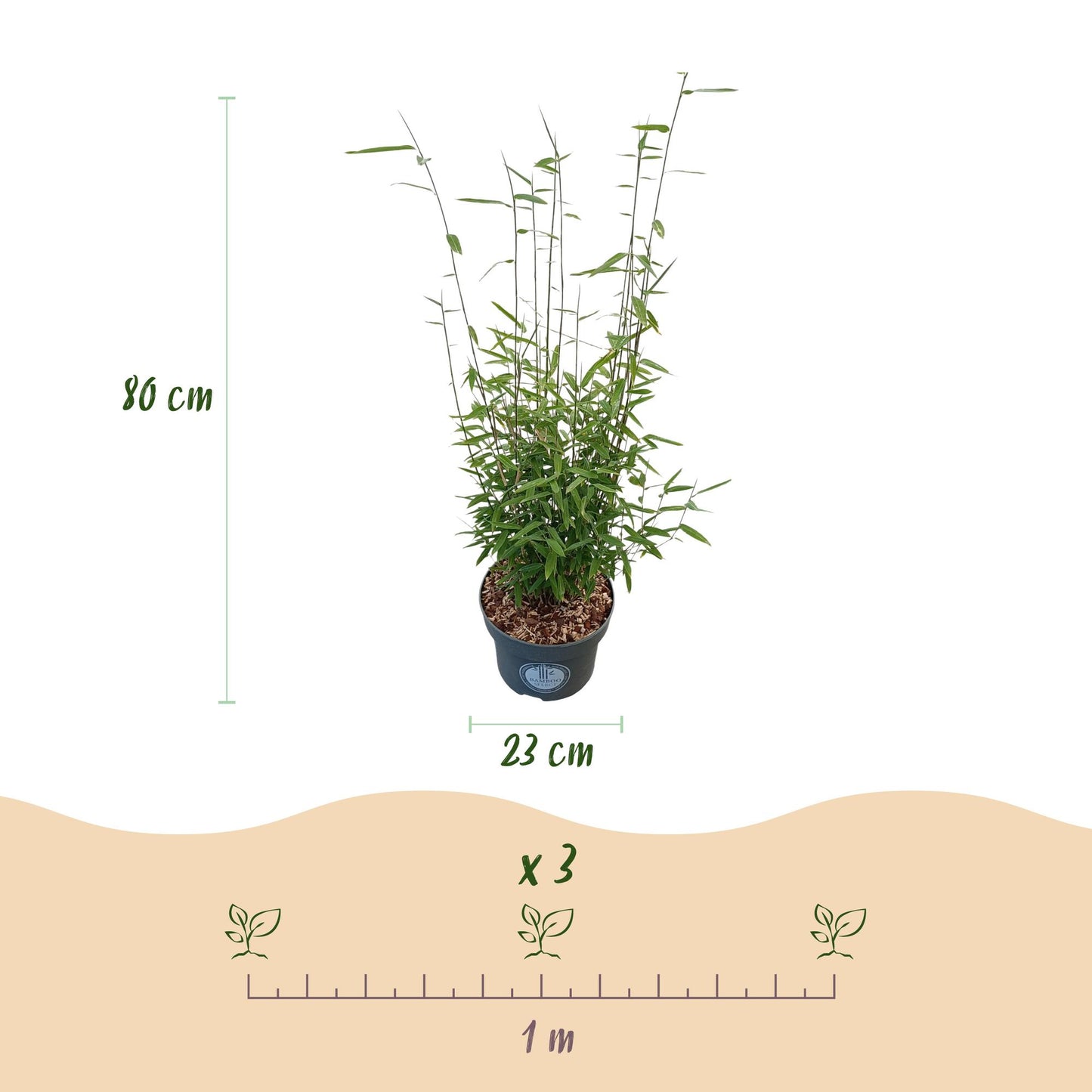 Gräser - Fargesia nitida Black Dragon - Bambus - Nicht Wuchernd - Grün - 2 Pflanzen - Topf 23 cm - Höhe 80 cm