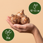 35x Bulb Sunny Garden - Blumenzwiebel Sunny Garden - Diverses - Sommerblüher - Zwiebelgröße 10/12