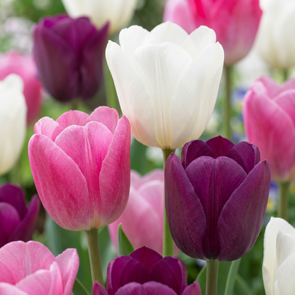 24x Tulipa Pastel mix - Pastel mix tulip - Miscellaneous - Spring bloomer