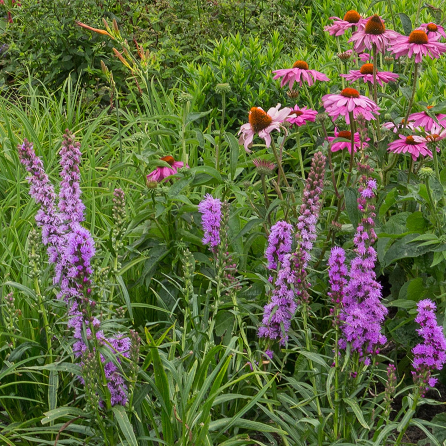 Stauden paket - Bienen- und Schmetterlingsanziehend - 24 Stauden - Für 3 m2 - Verschiedene Farben - Pflegeleicht - Topf 11cm