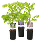 Blauregen - Wisteria floribunda Tricolour - Blumen Blau Rosa Weiß - 3 Pflanzen - Topf 11cm Höhe 40cm