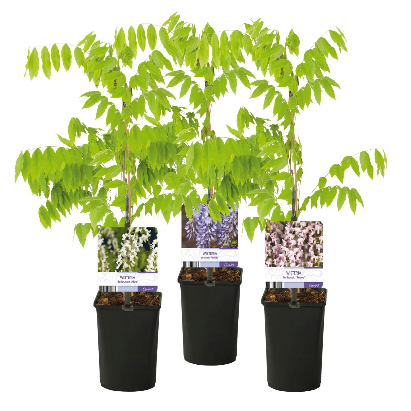 Blauregen - Wisteria floribunda Tricolour - Blumen Blau Rosa Weiß - 3 Pflanzen - Topf 11cm Höhe 40cm