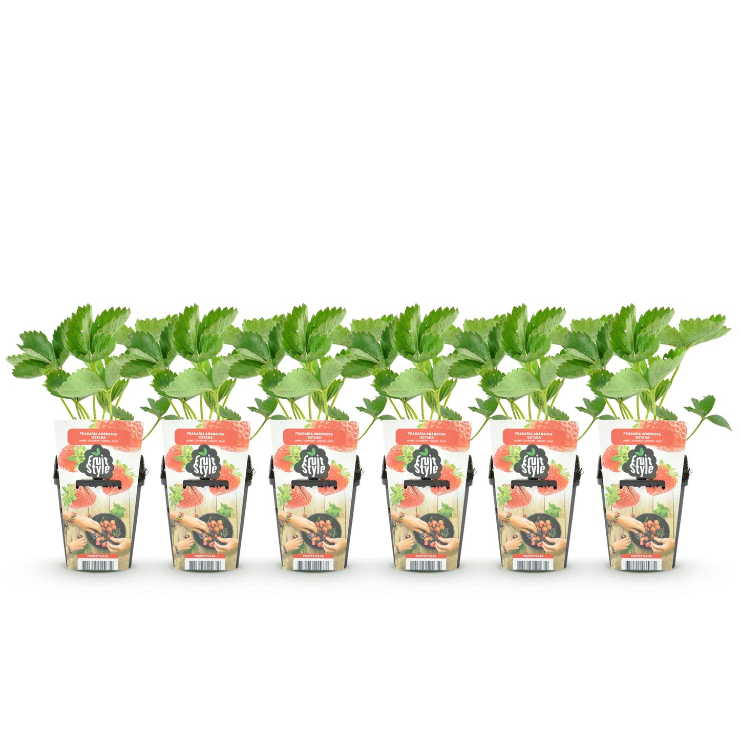 Obstpflanzen - Erdbeere - Fragaria Maxim - Winterhart - 6 Pflanzen - Topf 9 cm - Rote Erdbeere