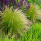 Ziergräser - Stipa tenuifolia Pony Tails - Grün - 1 Pflanze - Immergrün - Winterhart - Topf 17cm Höhe 50cm