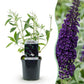 Schmetterlingsstrauch- Buddleja davidii Black Night - Winterhart - Lila - 1 Pflanze - Topf 17cm - Höhe 45cm