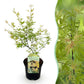 Japanischer Ahorn - Acer palmatum Methamorphosa - Grün - 1 Pflanze - Laubabwerfend - Topf 19cm Höhe 70cm