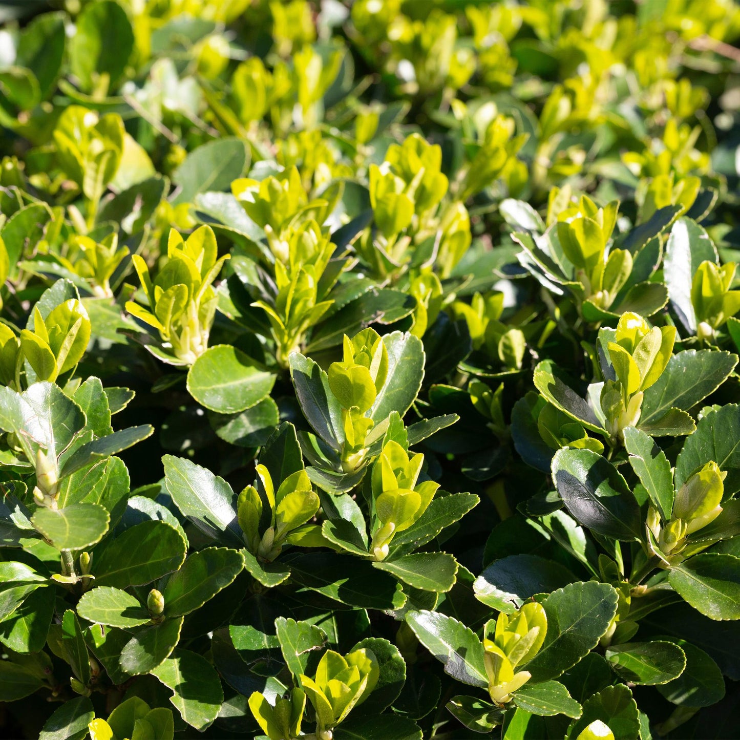 Heckenpflanzen - Euonymus japonica Green Spire - Blatt grün - 8 Pflanzen - 1 laufender Meter - immergrün - Topf 9cm Höhe 20-25cm