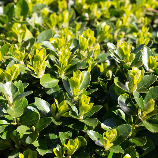 Heckenpflanzen - Euonymus japonica Green Spire - Blatt grün - 8 Pflanzen - 1 laufender Meter - immergrün - Topf 9cm Höhe 20-25cm