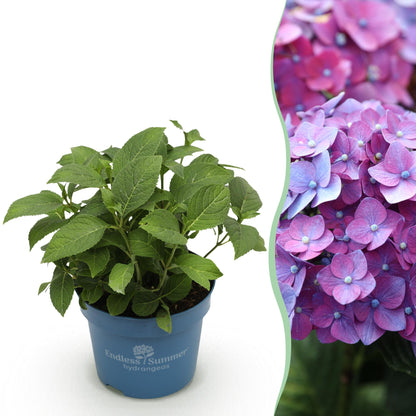Hydrangea Endless Summer Summer Love Purple - Hortensie - Winterhart - Lila - 1 Pflanze - Topf 14cm - Höhe 20-25cm