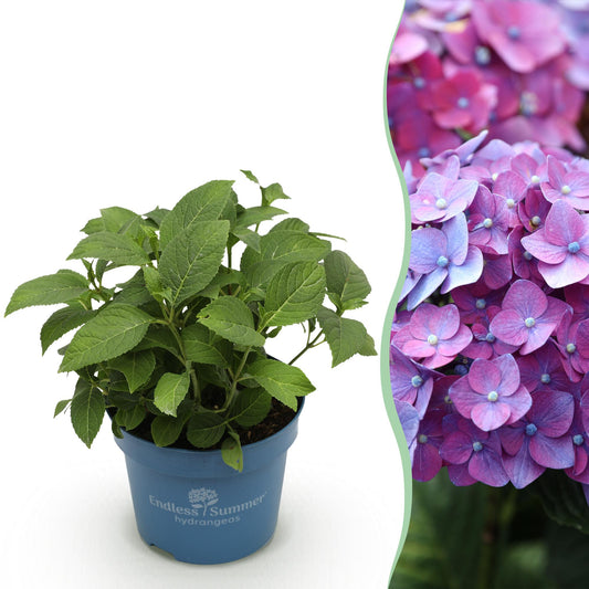 Hydrangea Endless Summer Summer Love Purple - Hortensie - Winterhart - Lila - 1 Pflanze - Topf 14cm - Höhe 20-25cm