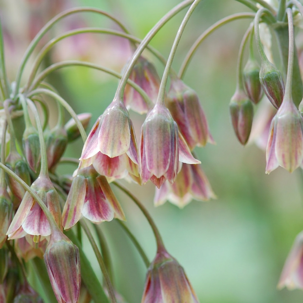 60x Allium Siculum - Sicilian honey garlic - Red - Summer bloomer - Bulb size 8/10