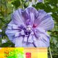 Hibiscus syriacus Blue Chiffon® - Stammpflanze - Terrassenpflanze - Laubabwerfend - Pflegeleicht - Topf 19cm Höhe 90cm