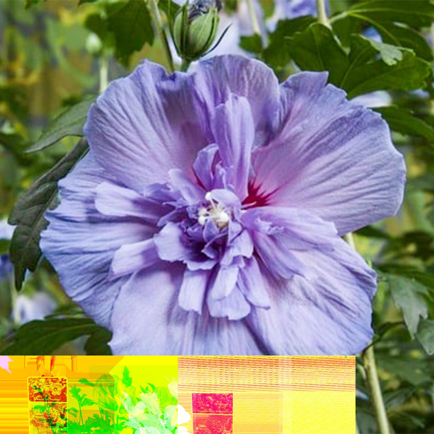 Hibiscus syriacus Blue Chiffon® - Stammpflanze - Terrassenpflanze - Laubabwerfend - Pflegeleicht - Topf 19cm Höhe 90cm