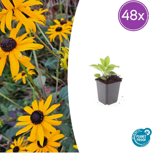 Sonnenhut - 48x Rudbeckia fulgida 'Goldsturm' - ↕10-25cm - Ø9cm