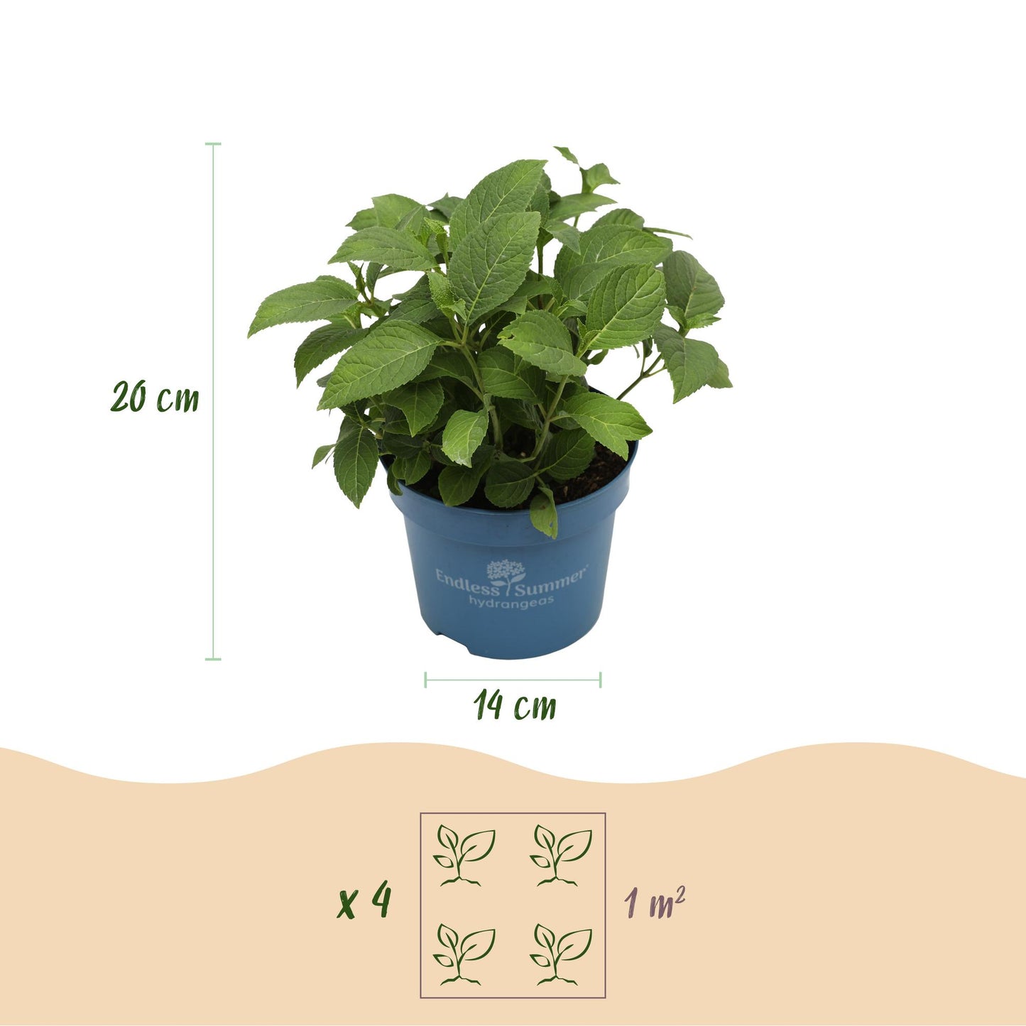 Hydrangea Endless Summer The Original Blue - Hortensie - Frosthart - Blau - 8 Pflanzen - Topf 14cm - Höhe 20-25cm
