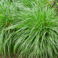 Ziergräser - Carex oshimensis Intense Green - Grün - 2 Pflanzen - Immergrün - Wenig Pflege - Topf 17cm Höhe 50cm
