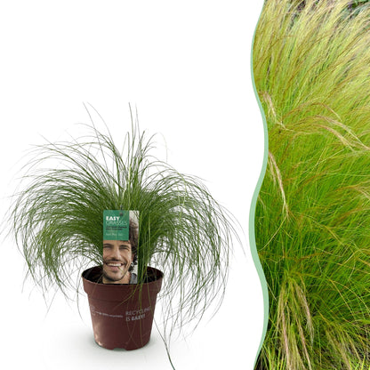 Ziergräser - Stipa tenuifolia Pony Tails - Grün - 1 Pflanze - Immergrün - Winterhart - Topf 17cm Höhe 50cm