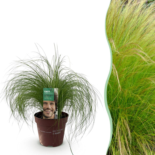 Ziergräser - Stipa tenuifolia Pony Tails - Grün - 1 Pflanze - Immergrün - Winterhart - Topf 17cm Höhe 50cm