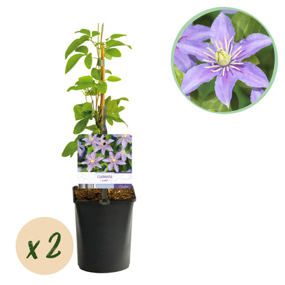 Kletterpflanze - Clematis Justa - Blüte Hellblau - Wenig Pflege - 2 Pflanzen - Topf 11cm Höhe 40cm