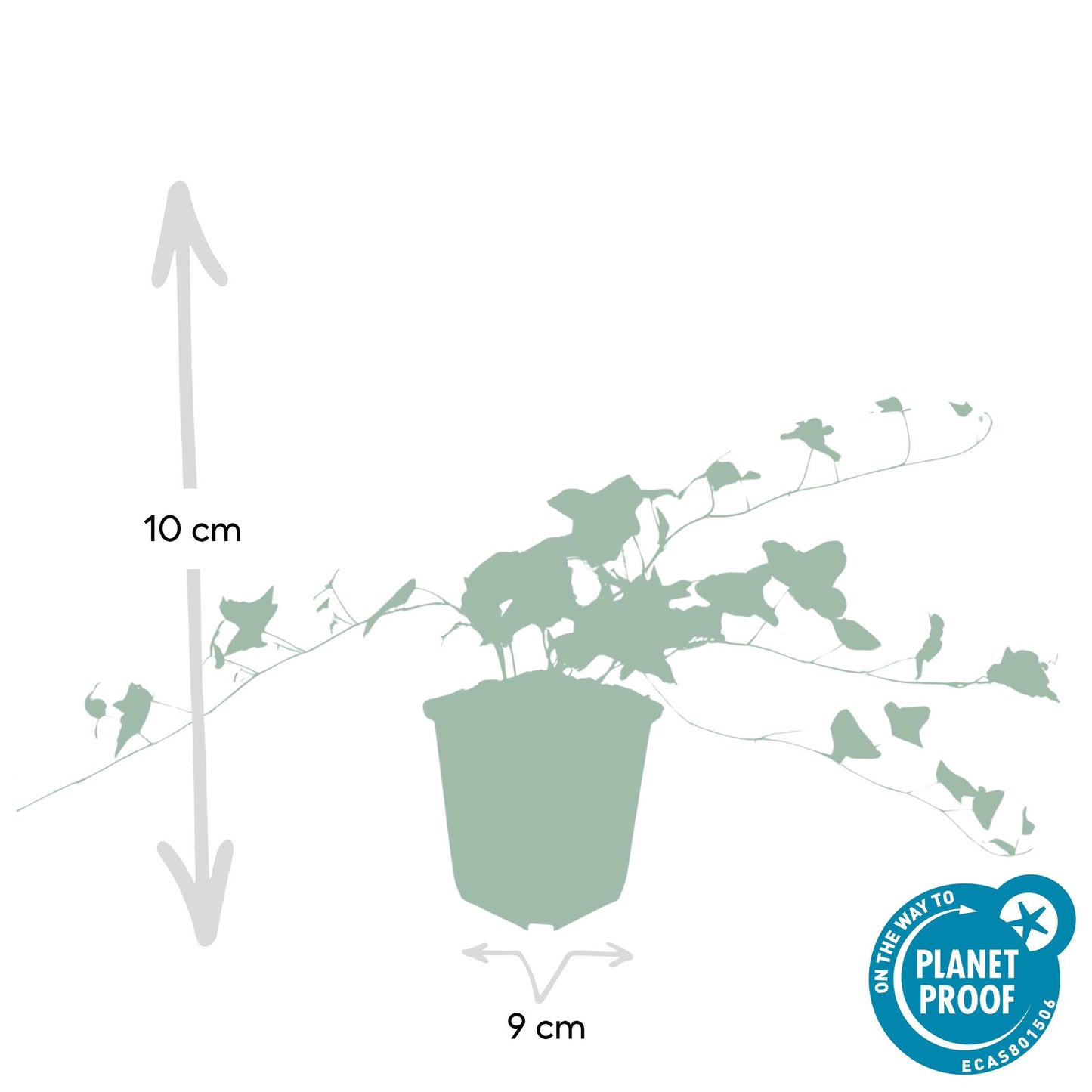 Hedera helix 'Glacier' - 48x - ↕10-25cm - Ø9cm