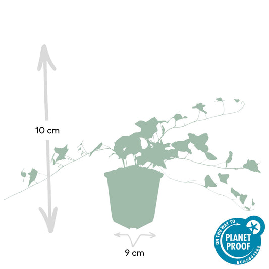 Hedera helix 'Glacier' - 48x - ↕10-25cm - Ø9cm