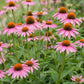 Sonnenhut - Echinacea purp. Magnus - Bienen- und Schmetterlingsanzieher - Rosa - 1 Pflanzen - Topf 11cm - Höhe 15-25cm