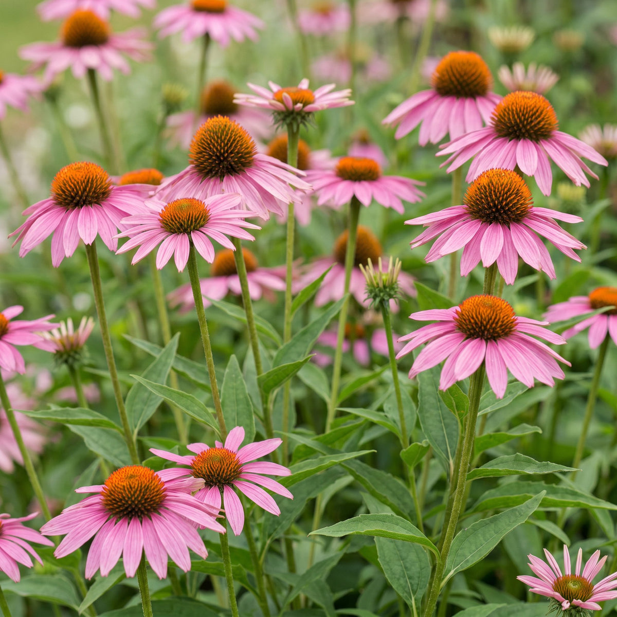 Sonnenhut - Echinacea purp. Magnus - Bienen- und Schmetterlingsanzieher - Rosa - 1 Pflanzen - Topf 11cm - Höhe 15-25cm
