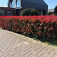 Heckenpflanzen - Photinia fraseri Carre Rouge - rot grün Blatt - 8 Pflanzen - 1 laufender Meter - immergrün - Topf 9cm Höhe 30-35cm
