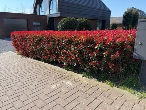 Heckenpflanzen - Photinia fraseri Carre Rouge - rot grün Blatt - 8 Pflanzen - 1 laufender Meter - immergrün - Topf 9cm Höhe 30-35cm