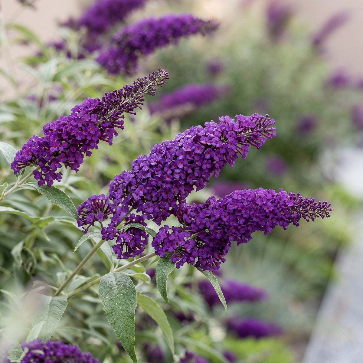 Schmetterlingsstrauch- Buddleja davidii Empire Blue - Winterhart - Blau - 1 Pflanze - Topf 17cm - Höhe 45cm