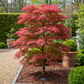Japanischer Ahorn - Acer palmatum Beni Maiko - Rot - 2 Pflanzen - Laubabwerfend - Topf 19cm Höhe 70cm