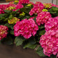 Hydrangea macrophylla Rot - Hortensie - Winterhart - Rot - 1 Pflanze - Topf 12cm - Höhe 20-30cm