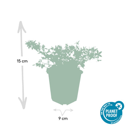 Campanula poscharskyana 'Stella' - 24x - ↕10-25cm - Ø9cm