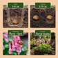 20x Corydalis Beth Evans - Lerchensporner Beth Evans - Weiß und Lila - Verwilderungszwiebel - Zwiebelgröße 6/+