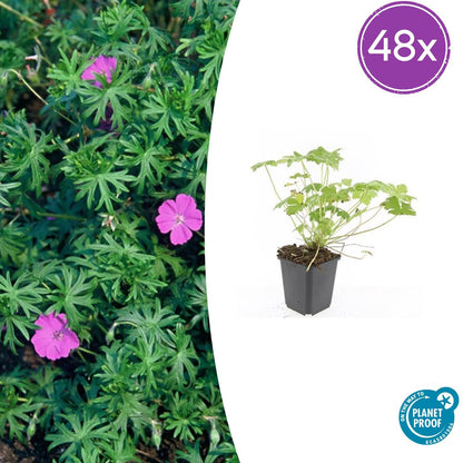 48x Geranium 'Tiny Monster' - ↕10-25cm - Ø9cm