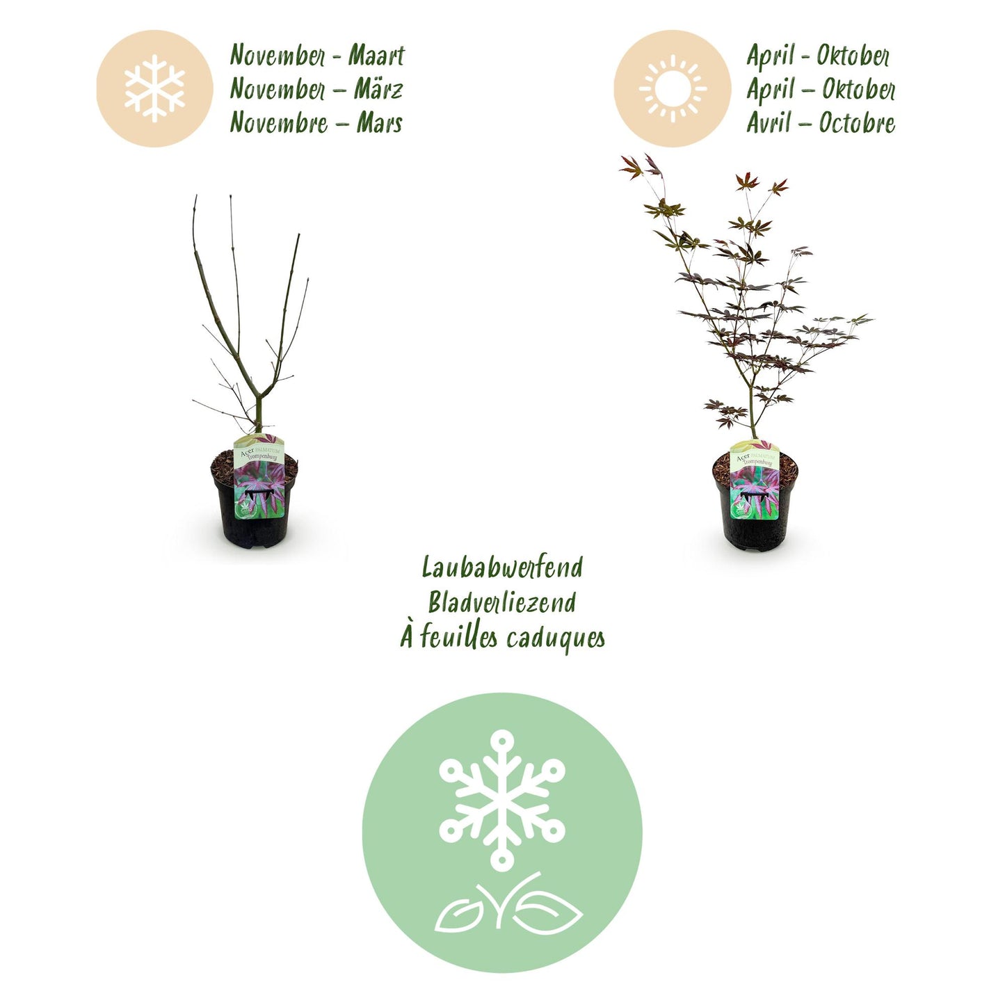 Japanischer Ahorn - Acer palmatum Trompenburg - Dunkel Lila - 2 Pflanzen - Laubabwerfend - Topf 19cm Höhe 70cm