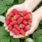 Obstpflanzen - Himbeere - Rubus idaeus Heritage - Winterhart - 3 Pflanzen - Topf 9 cm - Rote Himbeere