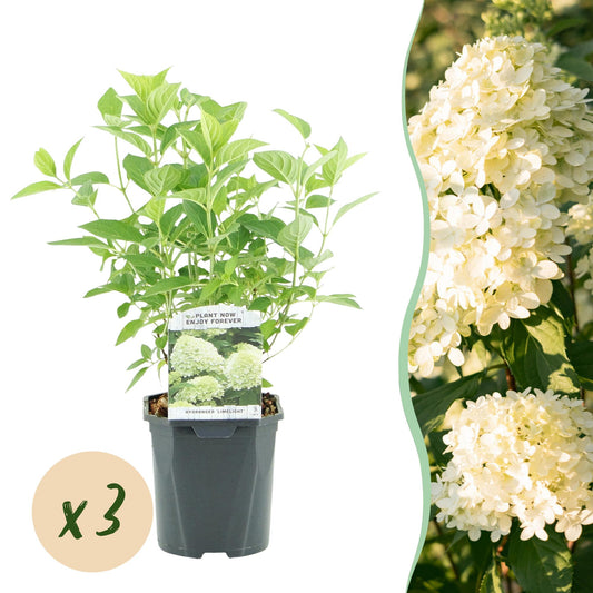 Rispenhortensie - Hydrangea panniculata Limelight - Blüte Creme Weiß - 3 Pflanzen - 1 m2 - Laubabwerfend - Große Blüten - Topf 17cm Höhe 50cm