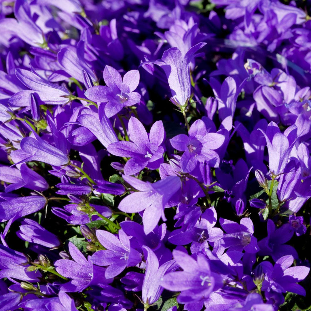Campanula pers. 'Coerulea' - ↕10-25cm - Ø9cm, 12x