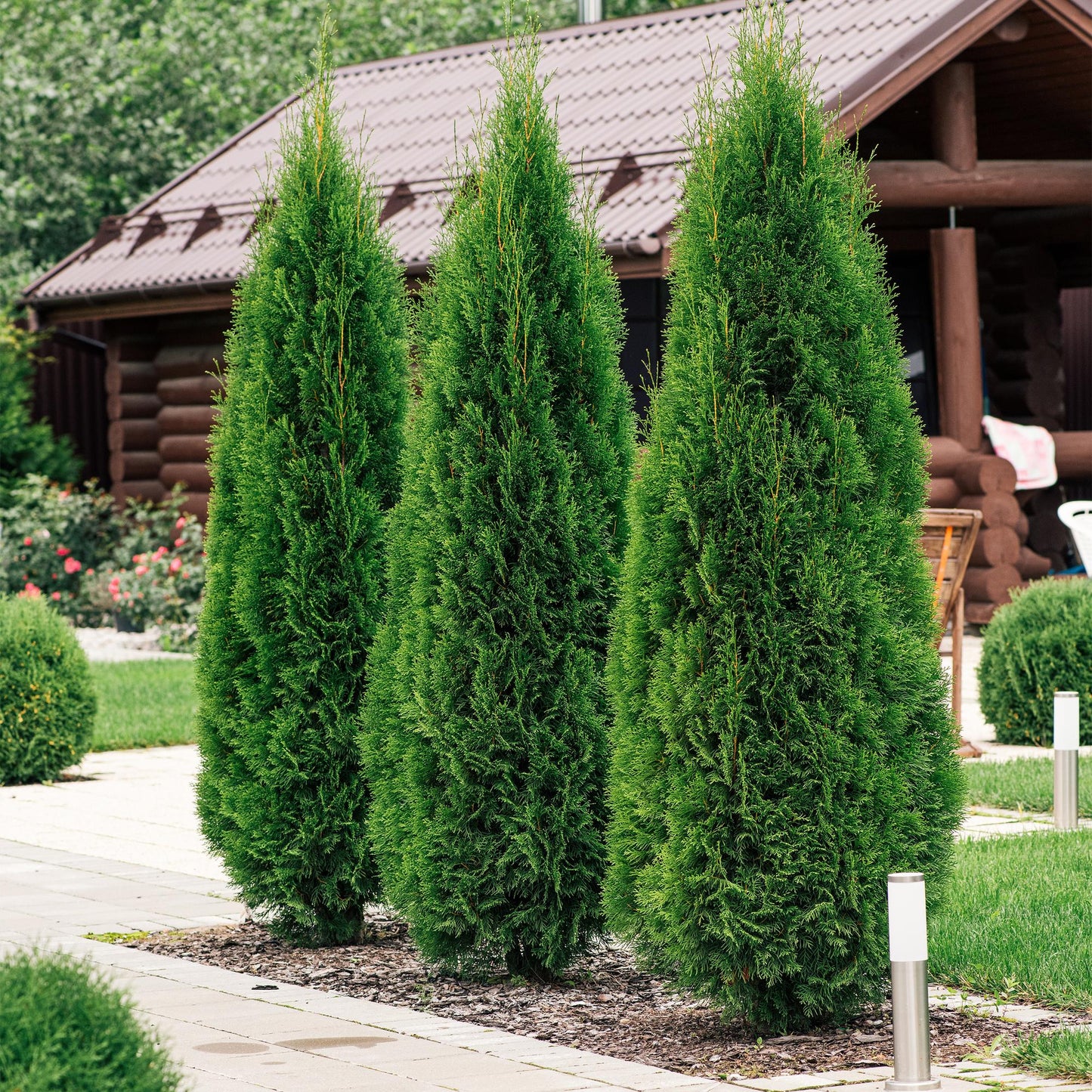 Heckenpflanzen - Thuja occidentalis Smaragd - Blatt grün - 8 Pflanzen - 1 laufender Meter - immergrün - Topf 9cm Höhe 30cm