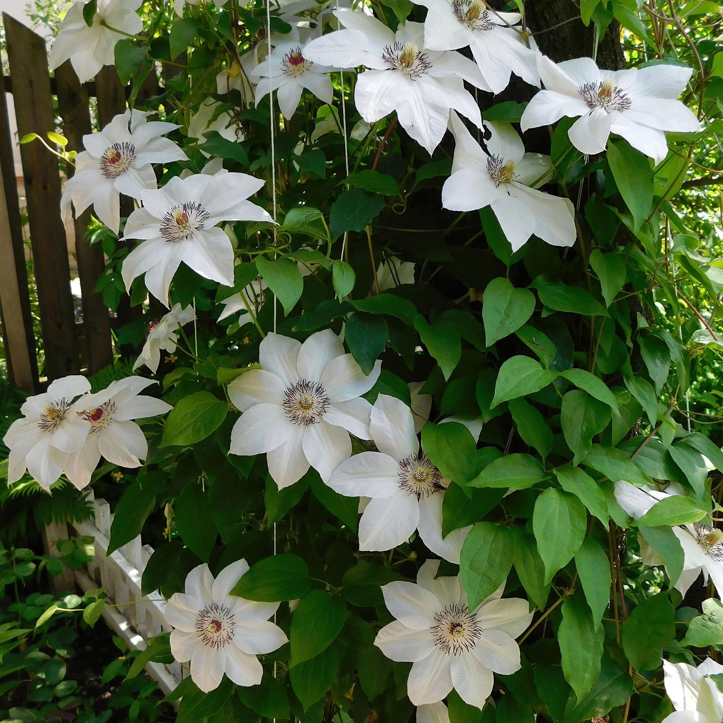 Kletterpflanze - Clematis Miss Bateman - Blüte  Weiß- Wenig Pflege - 2 Pflanzen - Topf 11cm Höhe 40cm