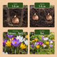 50x Crocus Species mix - Krokusmischung - Diverses - Verwilderungszwiebel - Zwiebelgröße 5/6