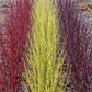 Cornus alba Tricolour - Kombination aus Roten, Grünen und Lila Zweigen - 3 Pflanzen - Topf 17cm Höhe 45cm