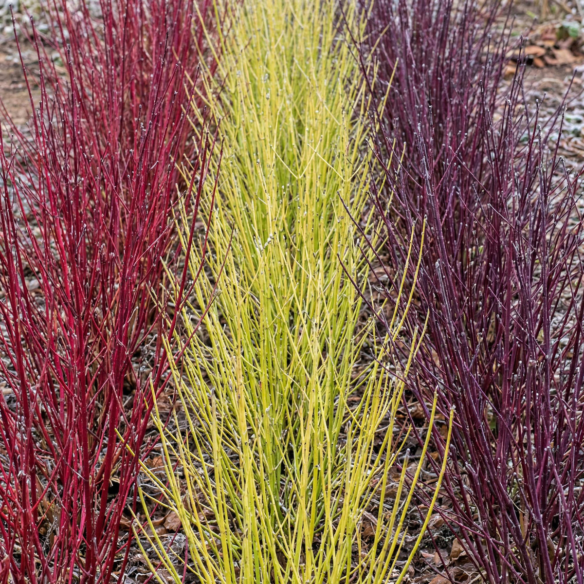 Cornus alba Tricolour - Kombination aus Roten, Grünen und Lila Zweigen - 3 Pflanzen - Topf 17cm Höhe 45cm