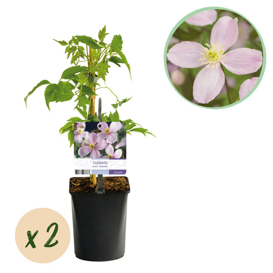 Kletterpflanze - Clematis montana Rubens - Blüte Rosa - Frühblühend - Wenig Pflege - 2 Pflanzen - Topf 11cm Höhe 40cm