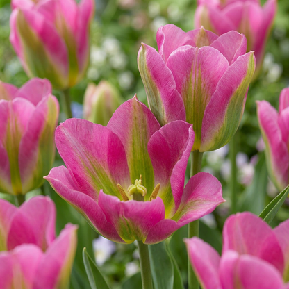 24x Tulipa Strawberry Lemonade - Strawberry Lemonade Tulip - Miscellaneous